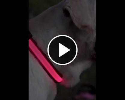 PurePaw™ - Ultra-Bright LED Safety Collar.