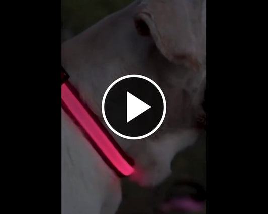 PurePaw™ - Ultra-Bright LED Safety Collar.