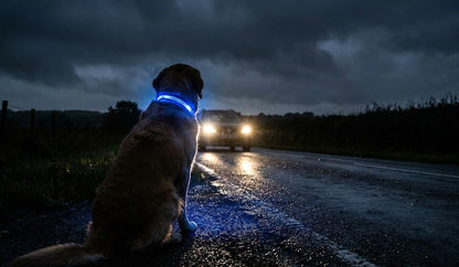 PurePaw™ - Ultra-Bright LED Safety Collar.